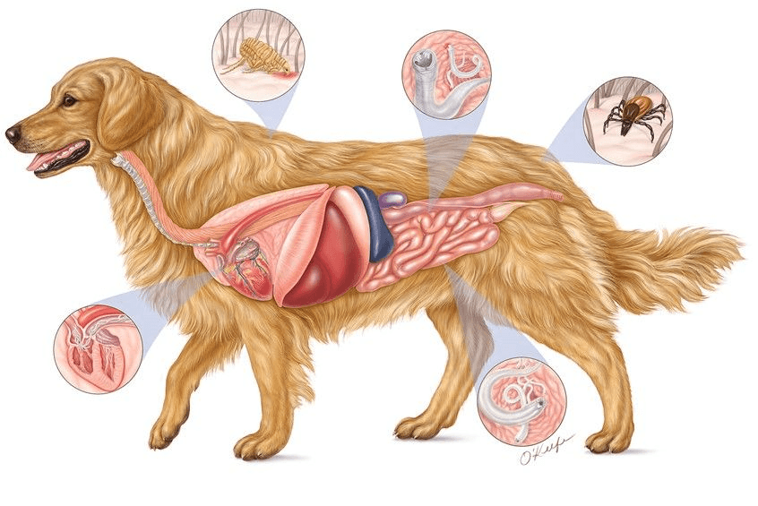 醫學插畫 醫學插畫